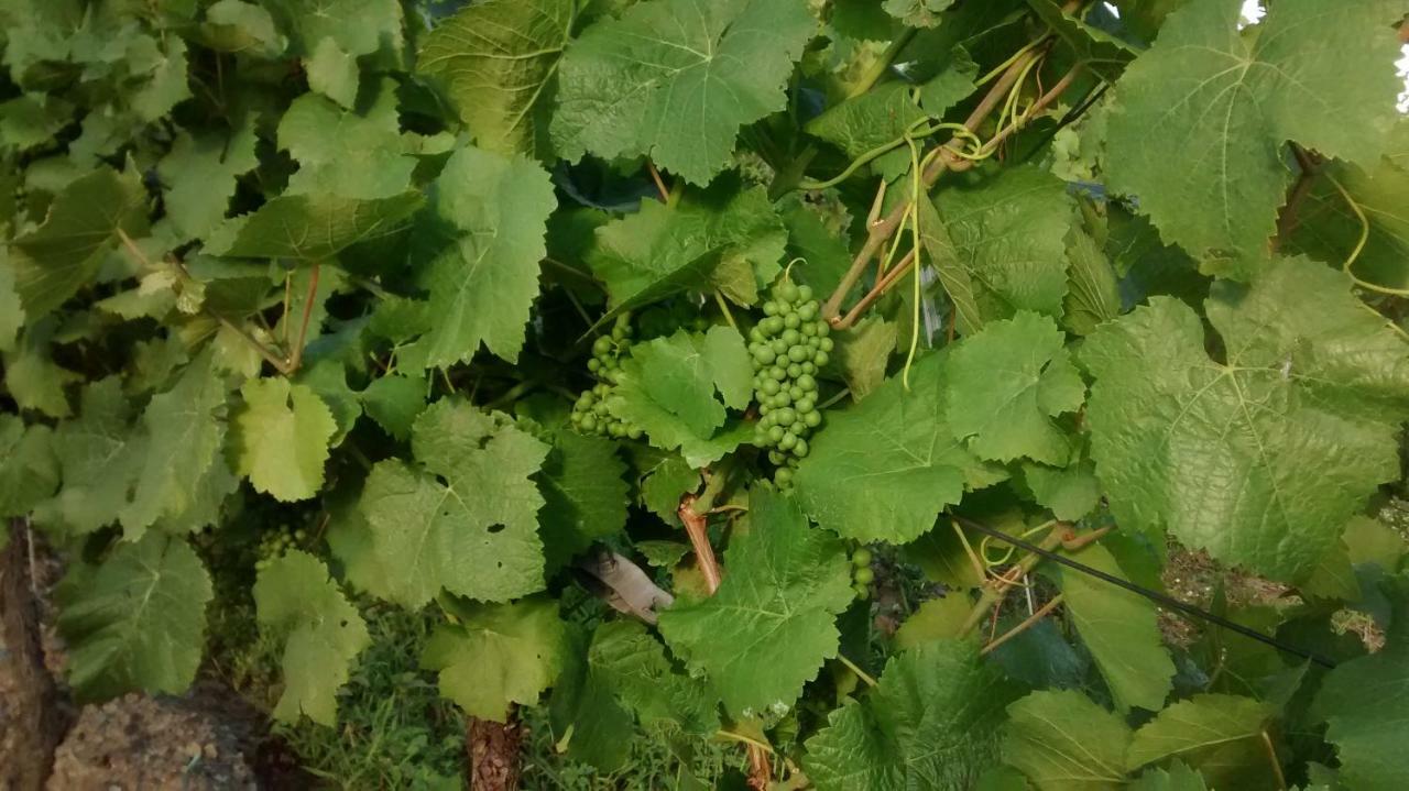 הוילה אנקירך Weingut Sauer-Kettermann מראה חיצוני תמונה